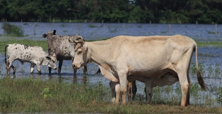 EE.UU.  ordena matar a 150 vacas salvajes en Nuevo México; ven amenaza