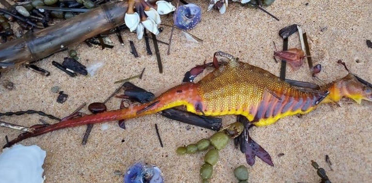 'Dragones del mar' aparecen muertos en la costa de Australia