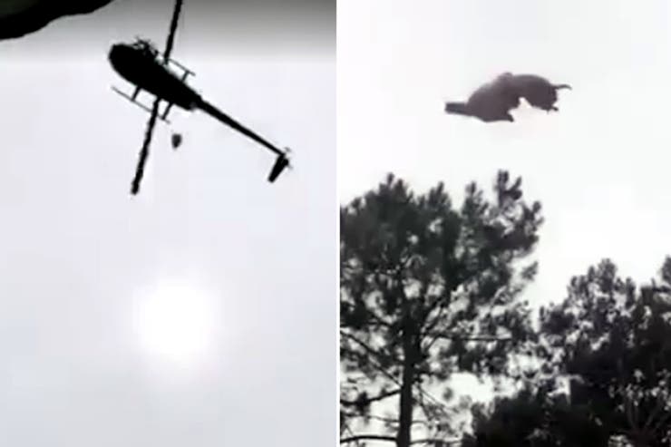 Lanzan cordero muerto desde un helicóptero como una "broma"