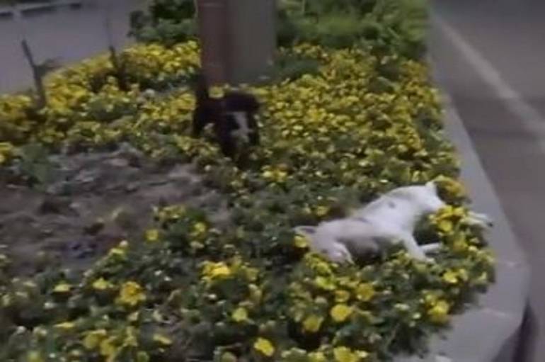 VIDEO: Perrito se niega a abandonar el cadáver de su compañero atropellado