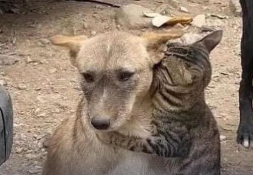 Conmueve foto de gato abrazando a un perro en Siria tras ser rescatados