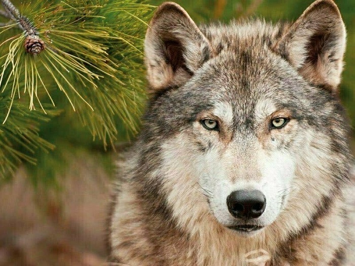 Crece la población de lobo mexicano que está en libertad