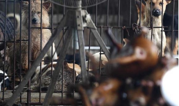 Vietnam: Detienen a pareja que mataba perros y gatos para vender su carne