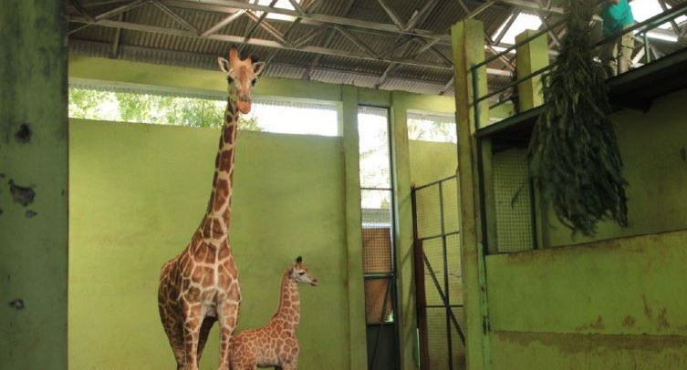 Indonesia: Llaman 'Corona' a bebé jirafa nacida durante la pandemia