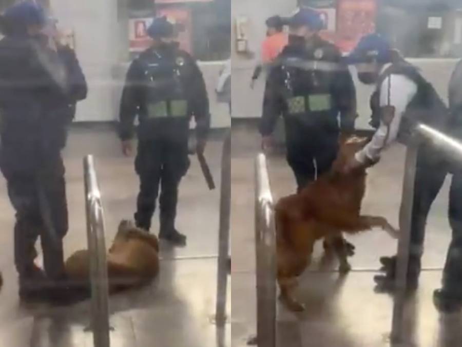 (VÍDEO) Así reacciona perrito al ser rescatado en Metro de la CDMX