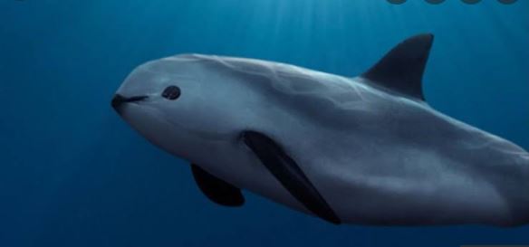 Gobierno de AMLO abandona a la vaquita marina, que está en peligro de extinción