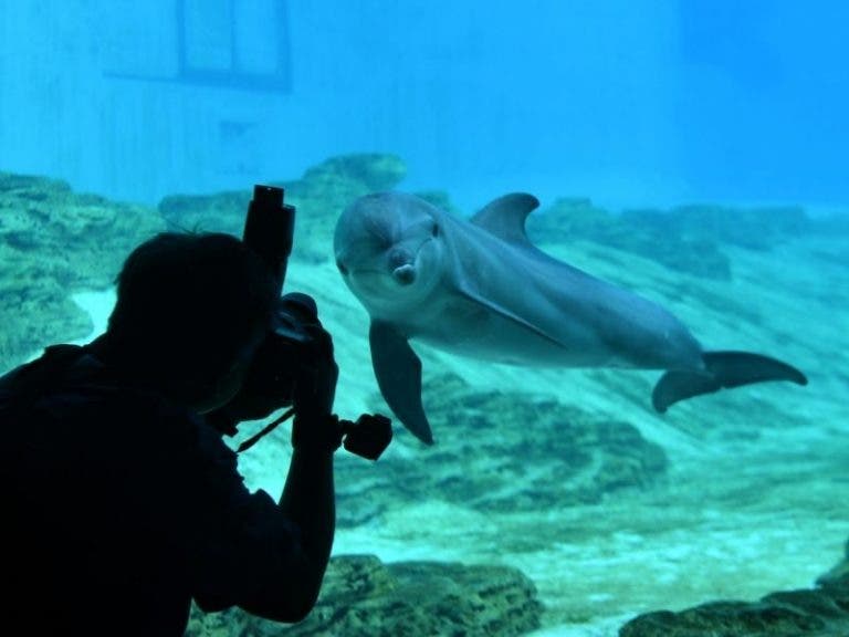 Enseñan la realidad detrás de los delfines en cautiverio en un documental