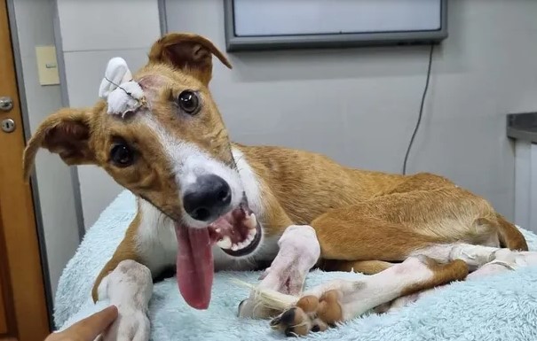 Argentina: Perrito llamado "Messi" fue rescatado tras recibir un hachazo en la cabeza