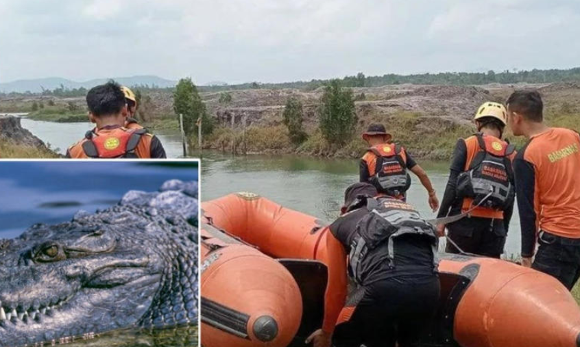 Indonesia: Cocodrilo mata a minero mientras se lavaba los pies en un río