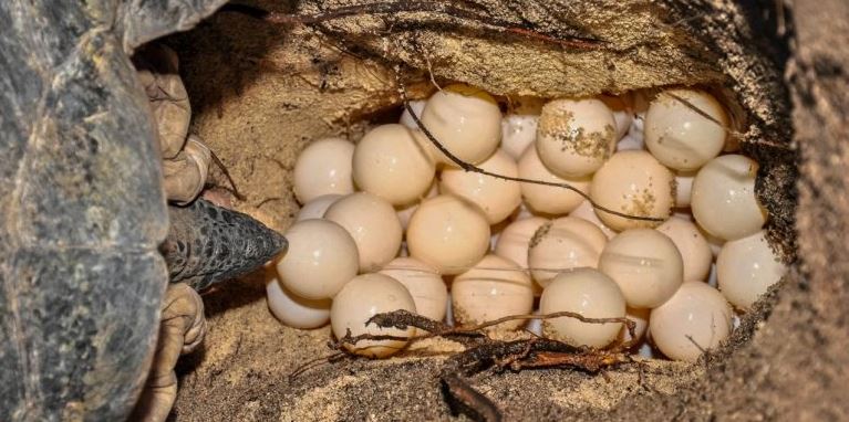 NatGeo: La tortuga más grande del mundo anida en la Península de Yucatán por 1a. vez en la historia