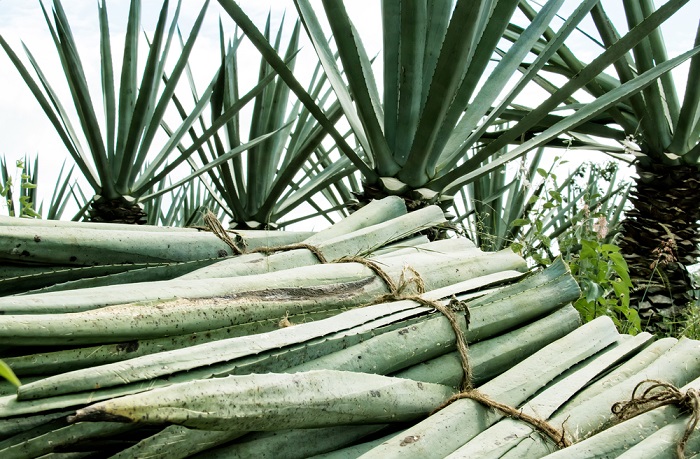 Chinos interesados en comprar grandes cantidades de Henequén en Yucatán