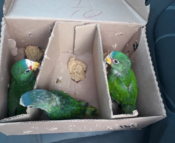 Tizimín: Tres sujetos son detenidos por traficar con aves protegidas