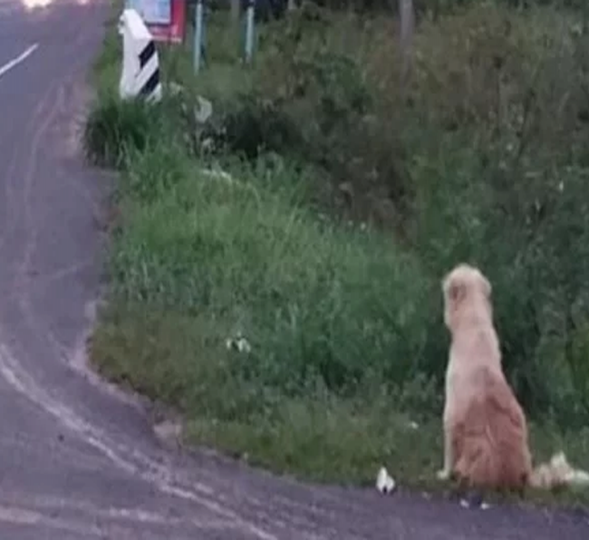 Perro se extravía y espera a sus dueños durante 4 años