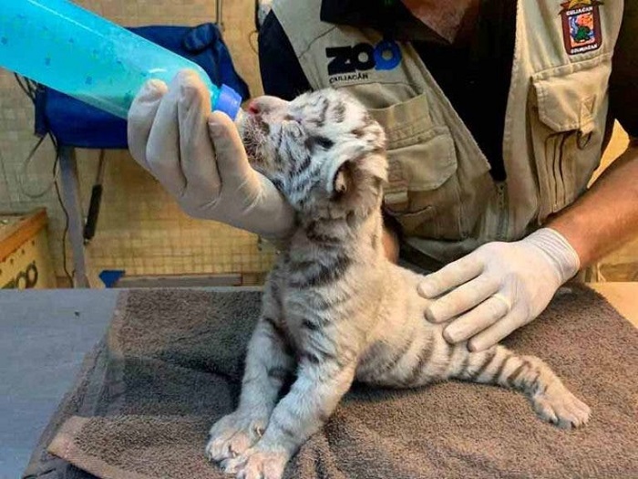 Nace tigre de Bengala blanco en zoológico de México, luego de 10 años