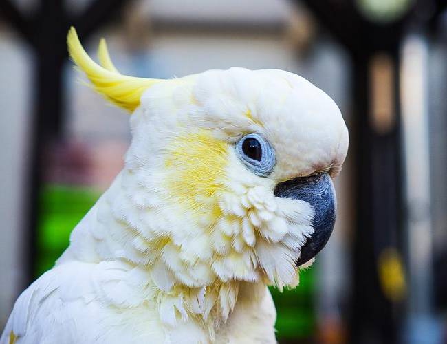 (VIDEO) Cacatúa sorprende en redes: Defiende su casa y hasta 'ladra'