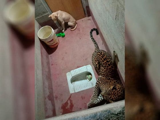 Perrito queda encerrado con un leopardo por 7 horas y sale vivo