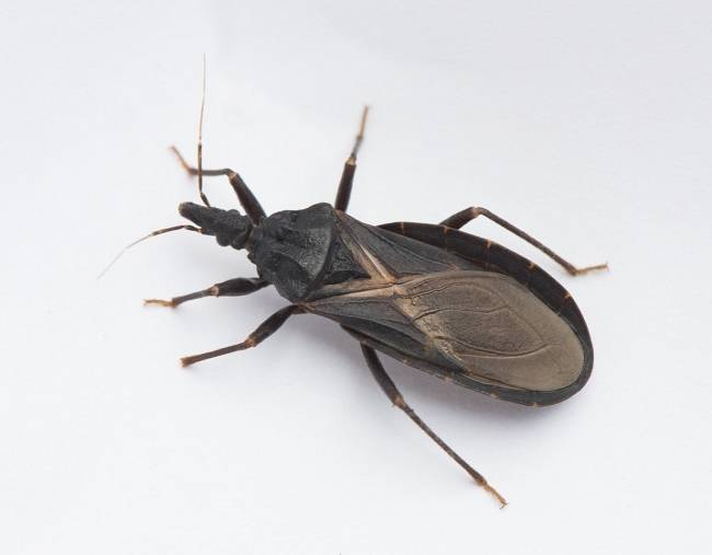 Si encuentras este insecto en tu casa y te ataca ¡Corre al médico!