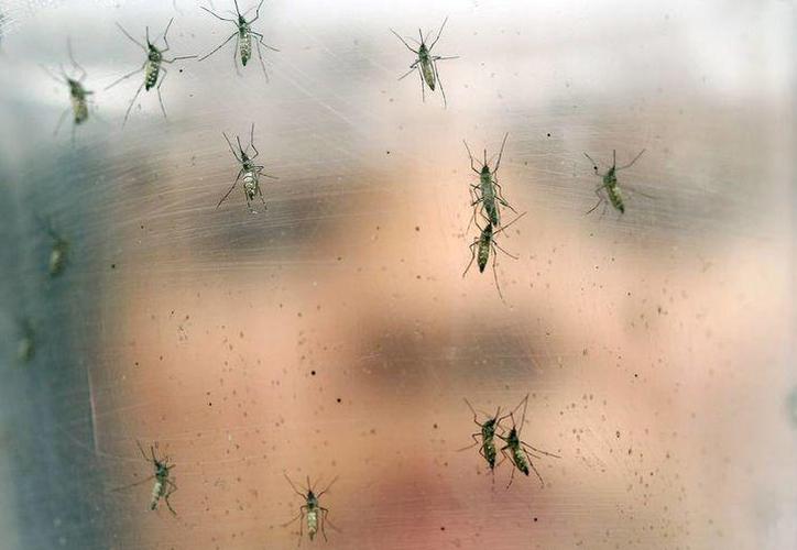 Mérida: Invasión de moscos por las lluvias