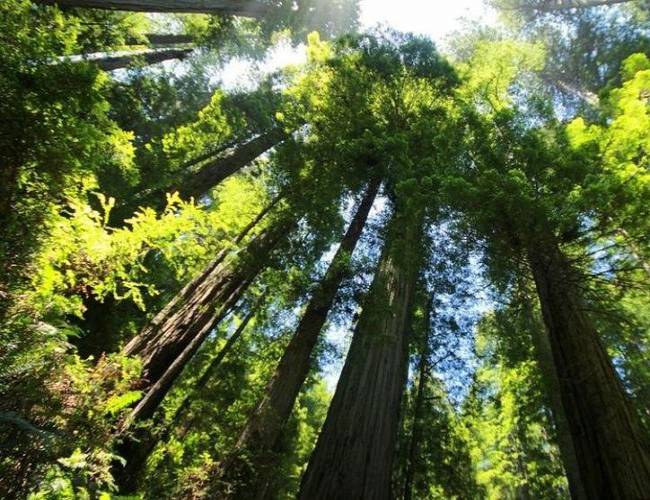 (VIDEO) Descubren un árbol de 88 metros de altura