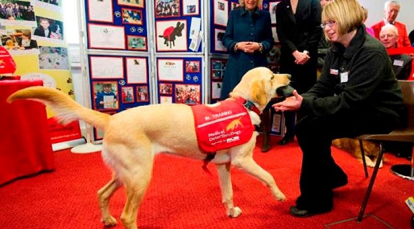 Investigadores británicos entrenan a perros para detectar el coronavirus