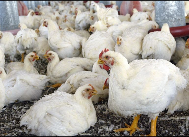 Descartan situación de emergencia por influenza aviar en México