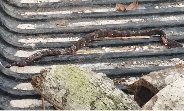 Tizimín: Serpiente venenosa muerde a un leñador