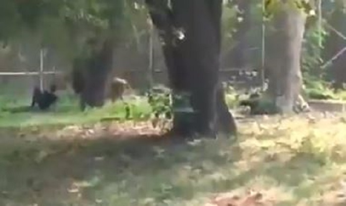 VIDEO: Pasa un minuto al lado de un león como si nada en un zoo de India