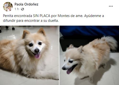 Encuentran con bien a la pomerania "Nieve" que se extravió en Mérida