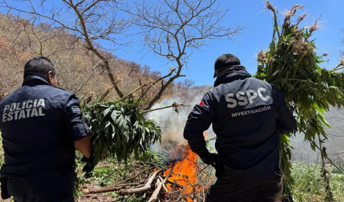 Destruyen más de 72 toneladas de marihuana en la sierra de Álamos, Sonora