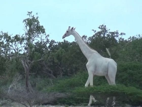 Cazadores matan a la última jirafa blanca del mundo