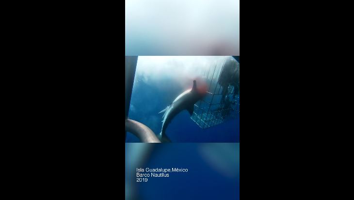 Tiburón blanco, especie protegida, muere al atorarse en una jaula