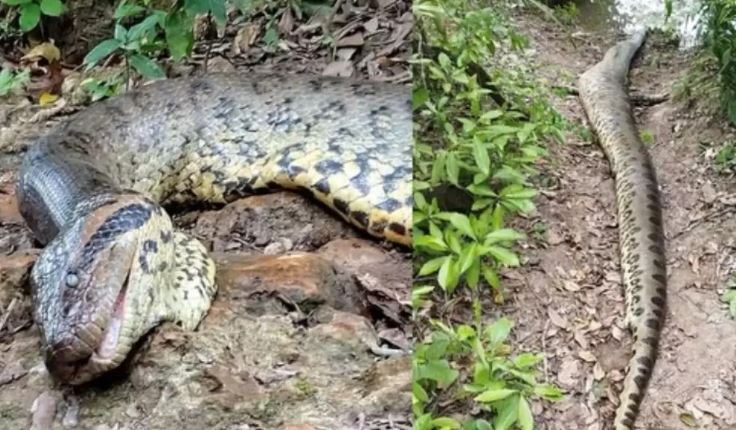 Hallan muerta a la anaconda más grande del mundo que acababa de ser descubierta