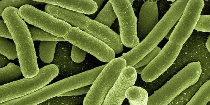 La brucelosis, el nuevo brote bacteriano en China