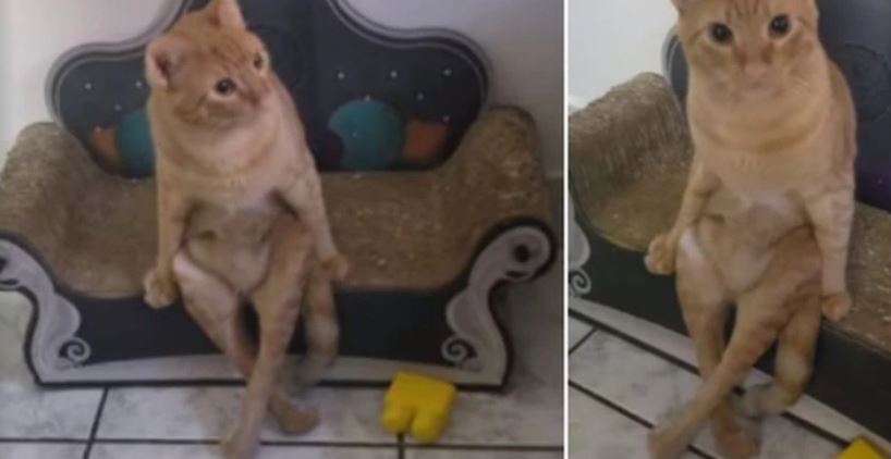 Gatito la sensación en redes por sentarse como “un humano”