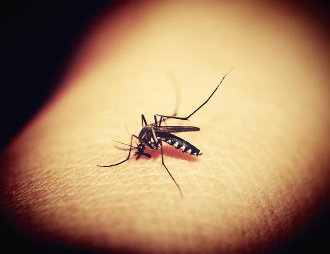 ¿Conoces al “mosco negro”? Transmite un virus mortal... y está en Yucatán
