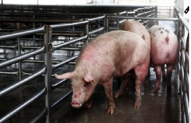 Por peste africana, prohíben importación de cerdos a México