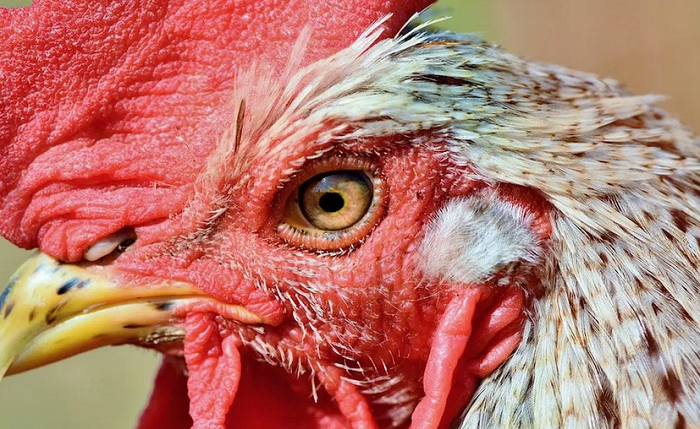 Muere hombre tras ser atacado por su propio gallo de pelea