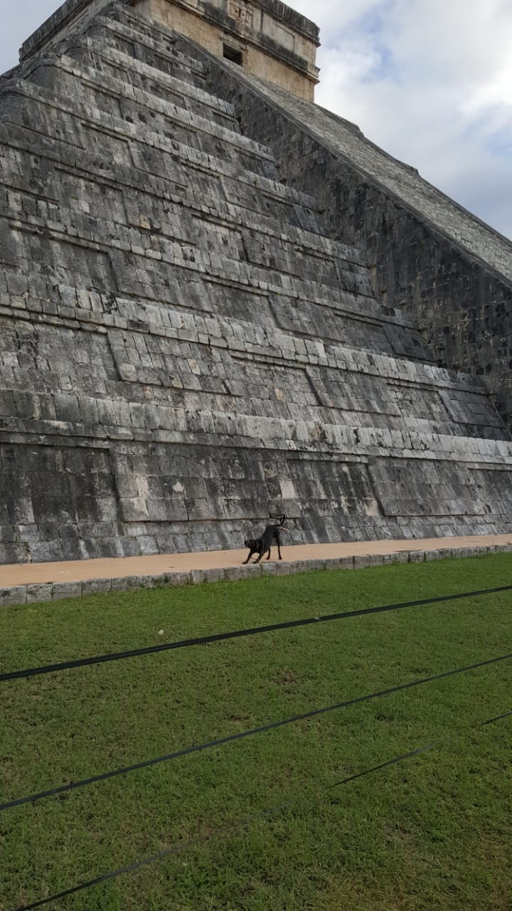 Cultur reanudará la “Operación rescate de perritos de Kukulkán” en Chichén