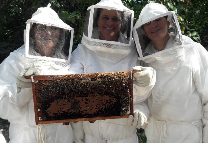 Yucatán: Crean "Apiturismo" para impulsar la apicultura y el turismo