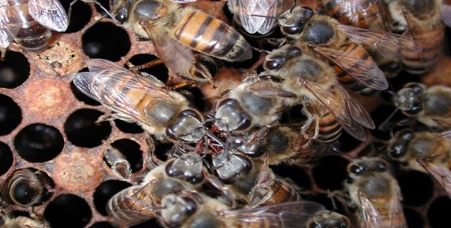 Sinanché: Ataque masivo de abejas africanizadas; al menos 50 aguijoneados