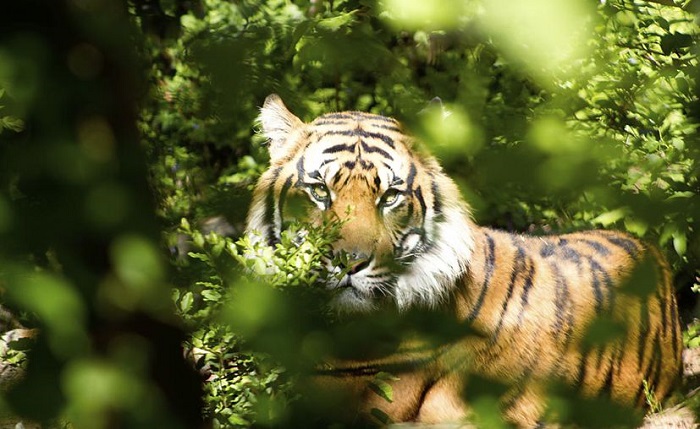 Tigre de Bengala entra a un pueblo a cazar personas; impactante vídeo