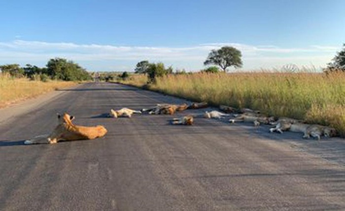 Leones aprovechan la cuarentena para acostarse en medio de la carretera