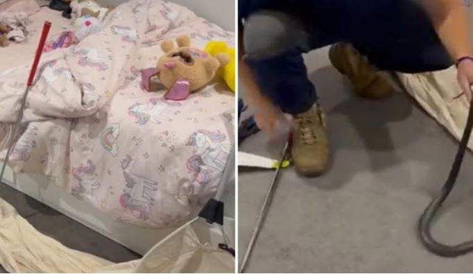 Hallan serpiente venenosa escondida entre los peluches de la cama de su hija