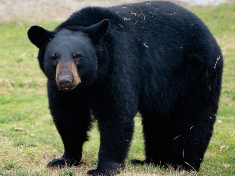 Joven demuestra su valentía alimentando con su boca a un oso