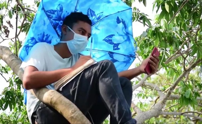 (VIDEO) Joven sube diariamente un árbol para tener internet y tomar clases en línea