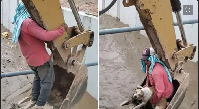 Trabajador ve algo en un canal y se lanza sin dudarlo; rescató a un perro