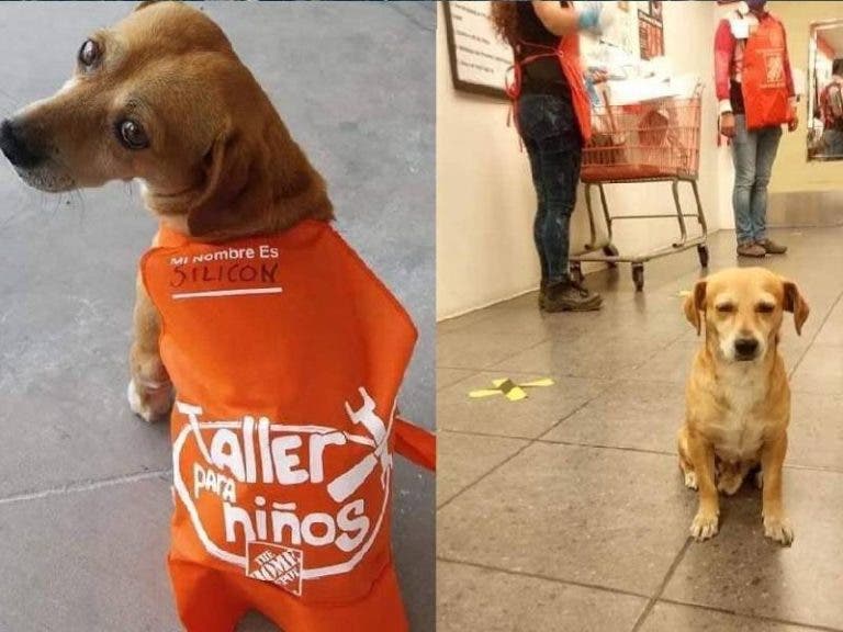 Oaxaca: ‘Silicon’, el perrito trabajador en un Home Depot