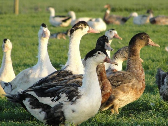 Francia: Sacrificarán casi 400,000 patos por detección de gripe aviar