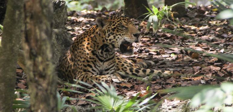 Una mujer salta la valla de un zoo para tomarse una selfie y la ataca un jaguar