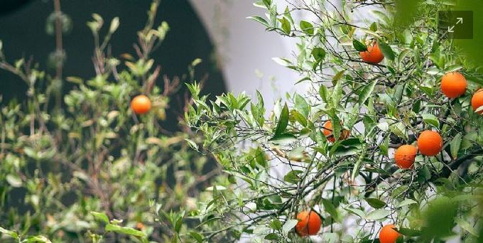 Esto tienes que hacer par que tus árboles cítricos produzcan más frutos